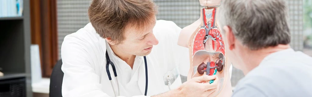 Doctor explaining a urology anatomical model during a patient consultation